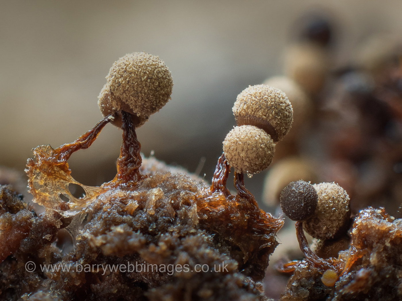 Photo by Barry Webb Cribraria vulgaris by Barry Webb